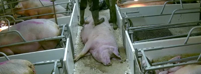 Farm worker steps on dead pig